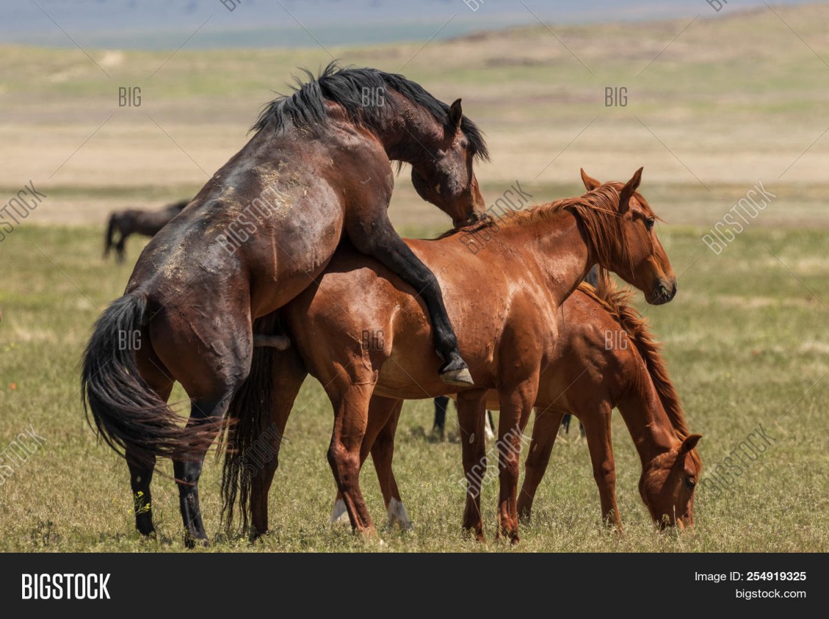 Кобыла девушка