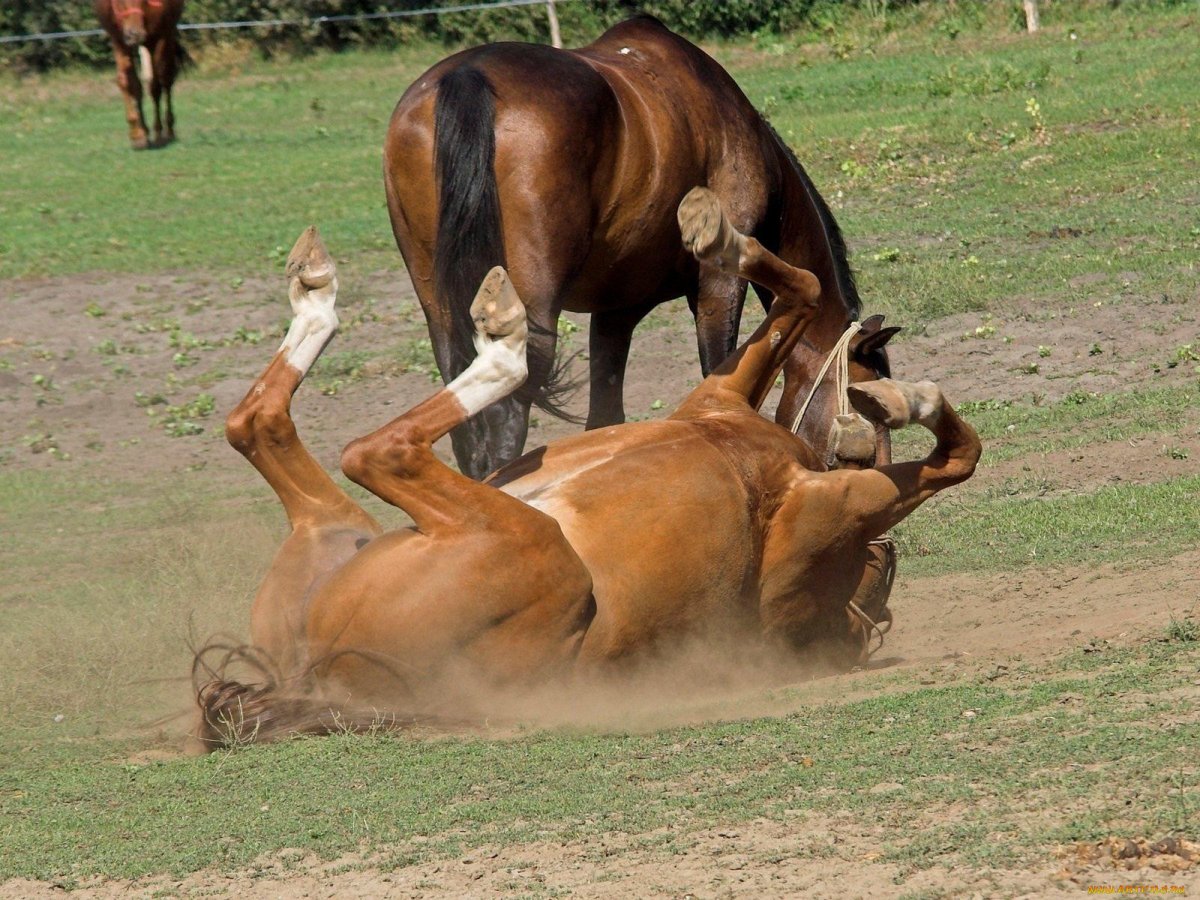 Девушка с конским большим