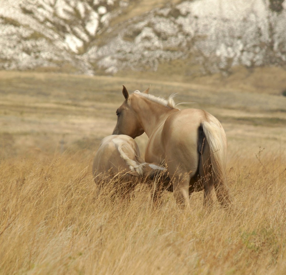 Размножение лошадей