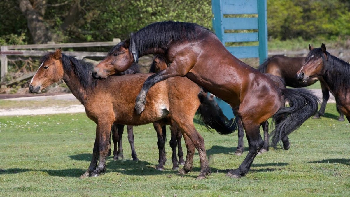 Девушка лежит на лошади