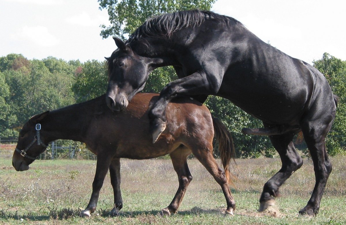 Лошади спариваются с людьми