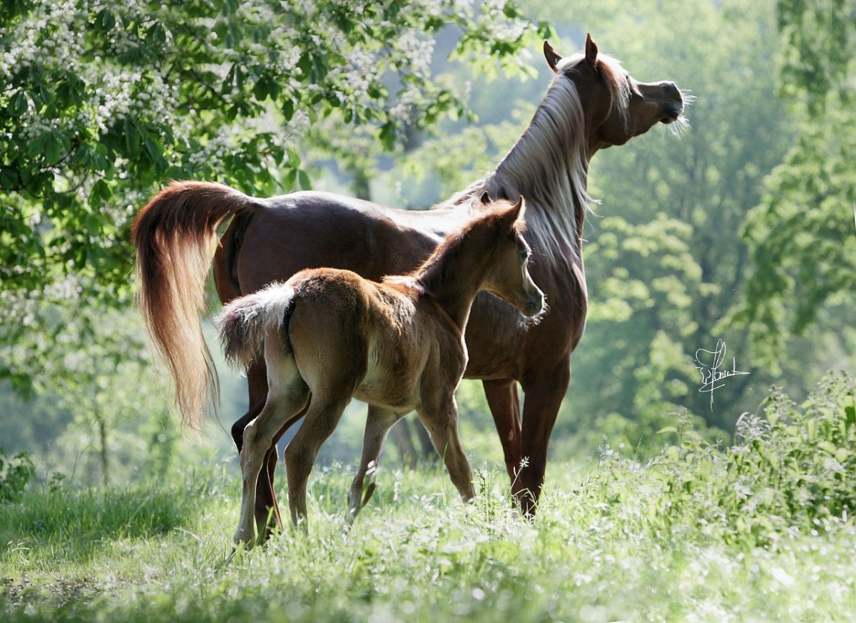 Кобыла и жеребенок лайн
