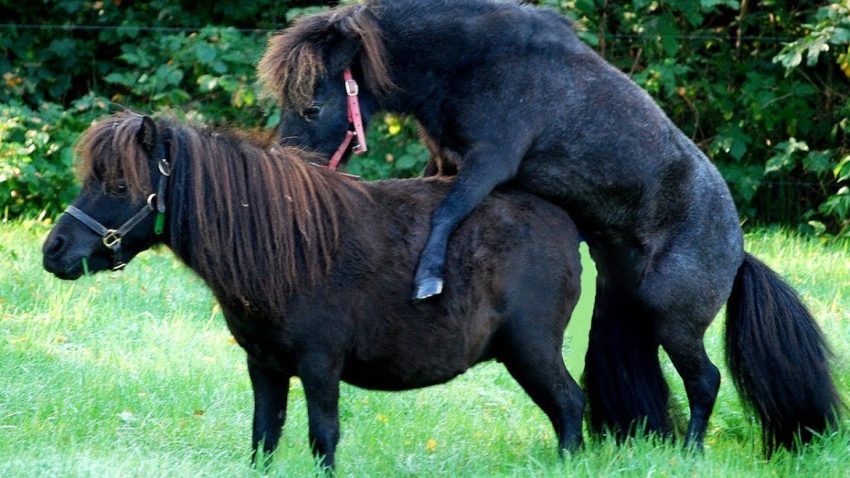 Оспаривание лошади