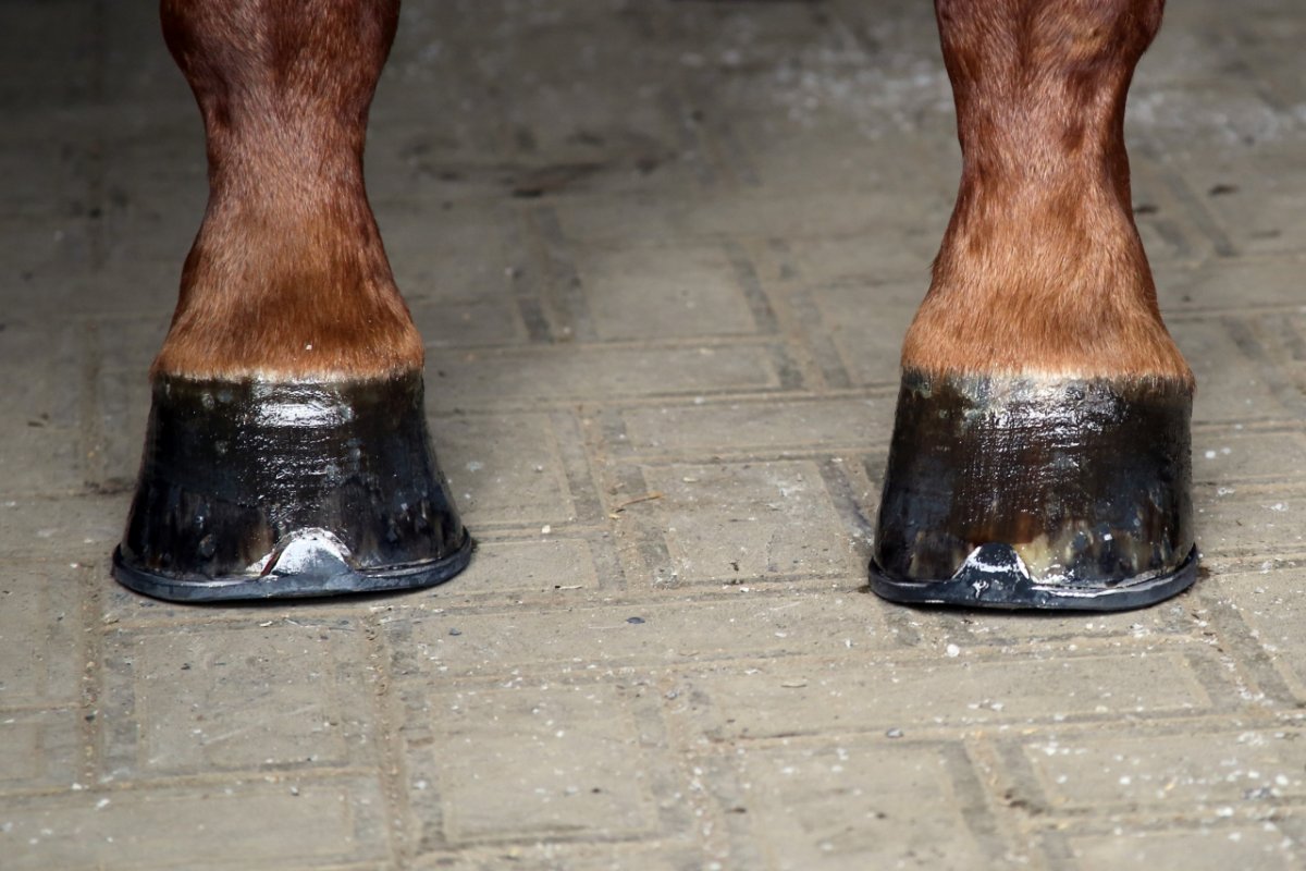 Стопа лошади