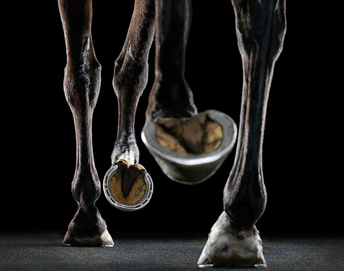 Нога лошади вид спереди