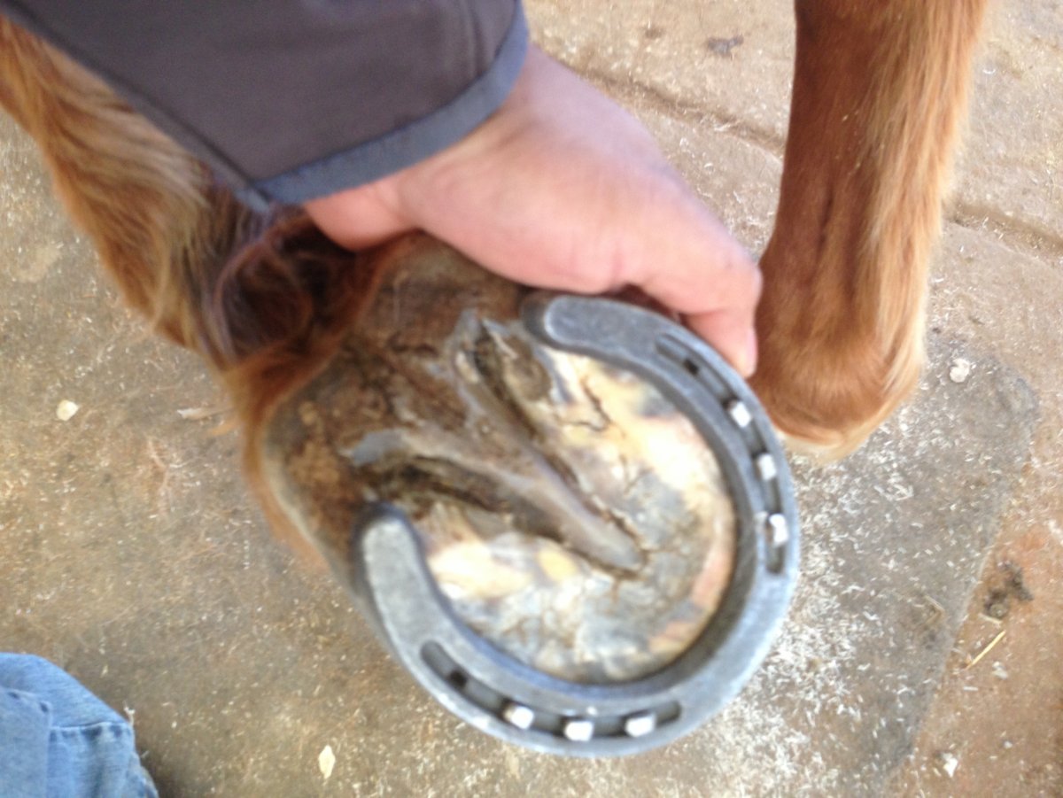 Подкованная лошадь