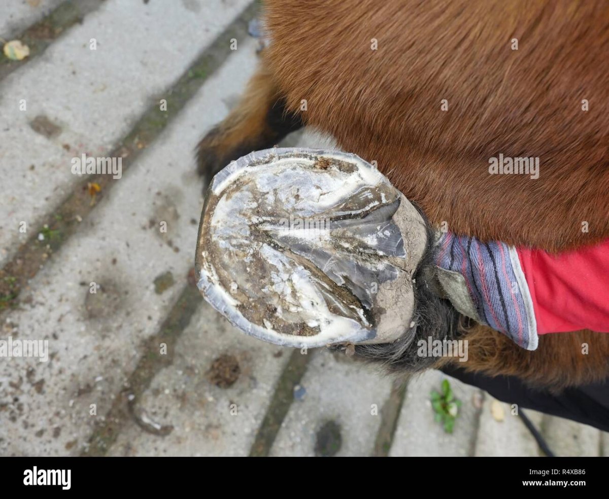 Расчистка копыт лошади