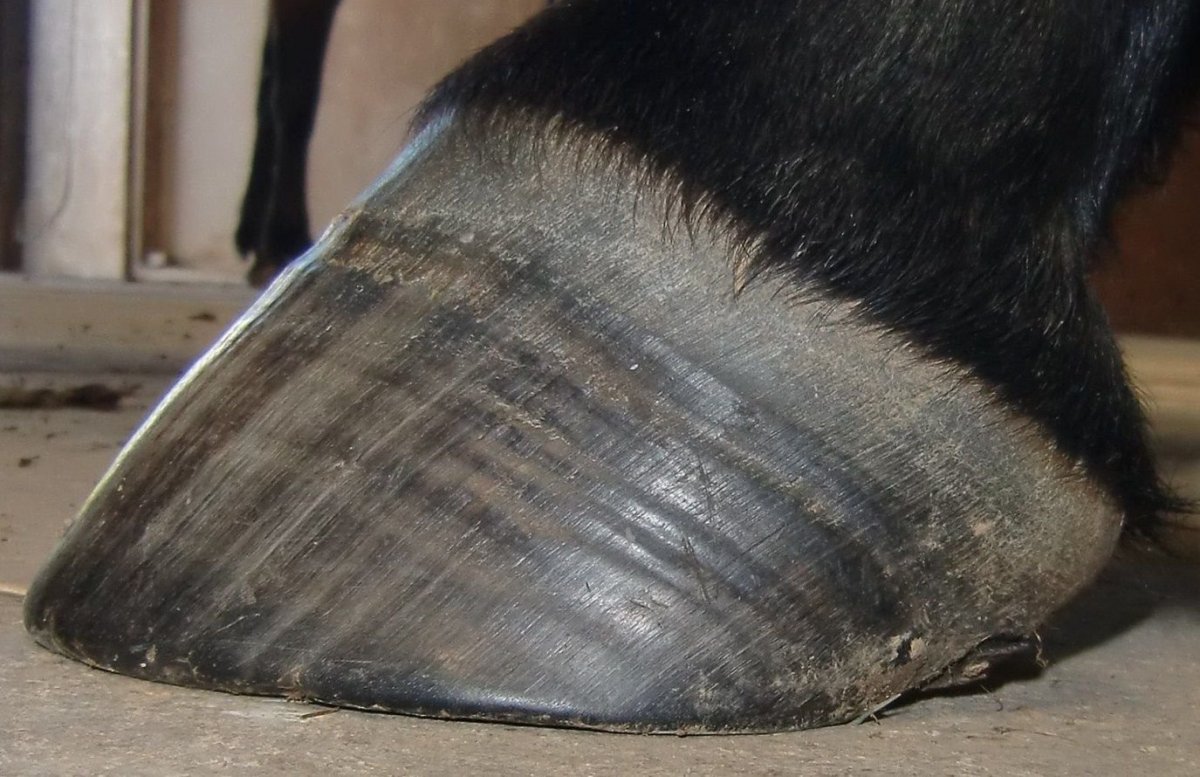 Ковка копыт лошадей