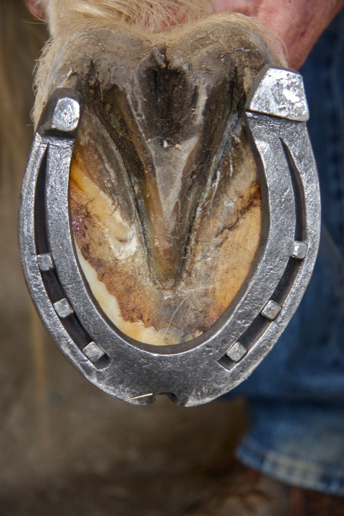 Подкова с лошадью