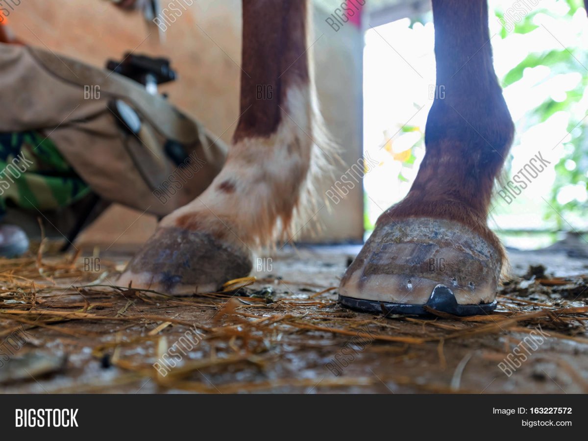 Нога лошади без подковы