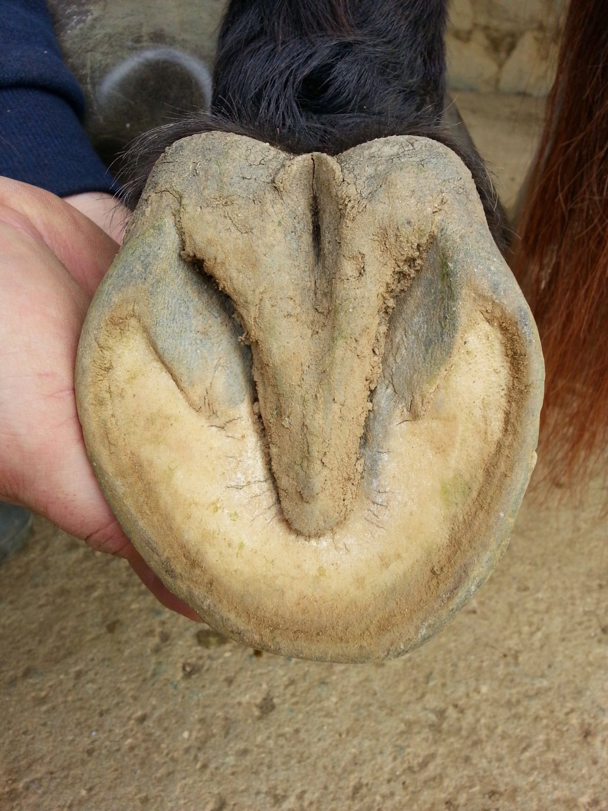 Лошадиное копыто