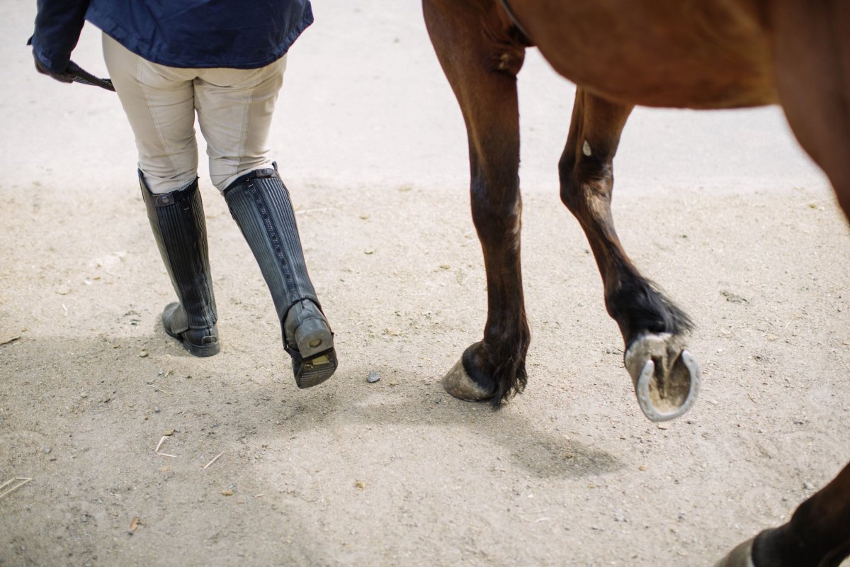 Подкованное копыто лошади