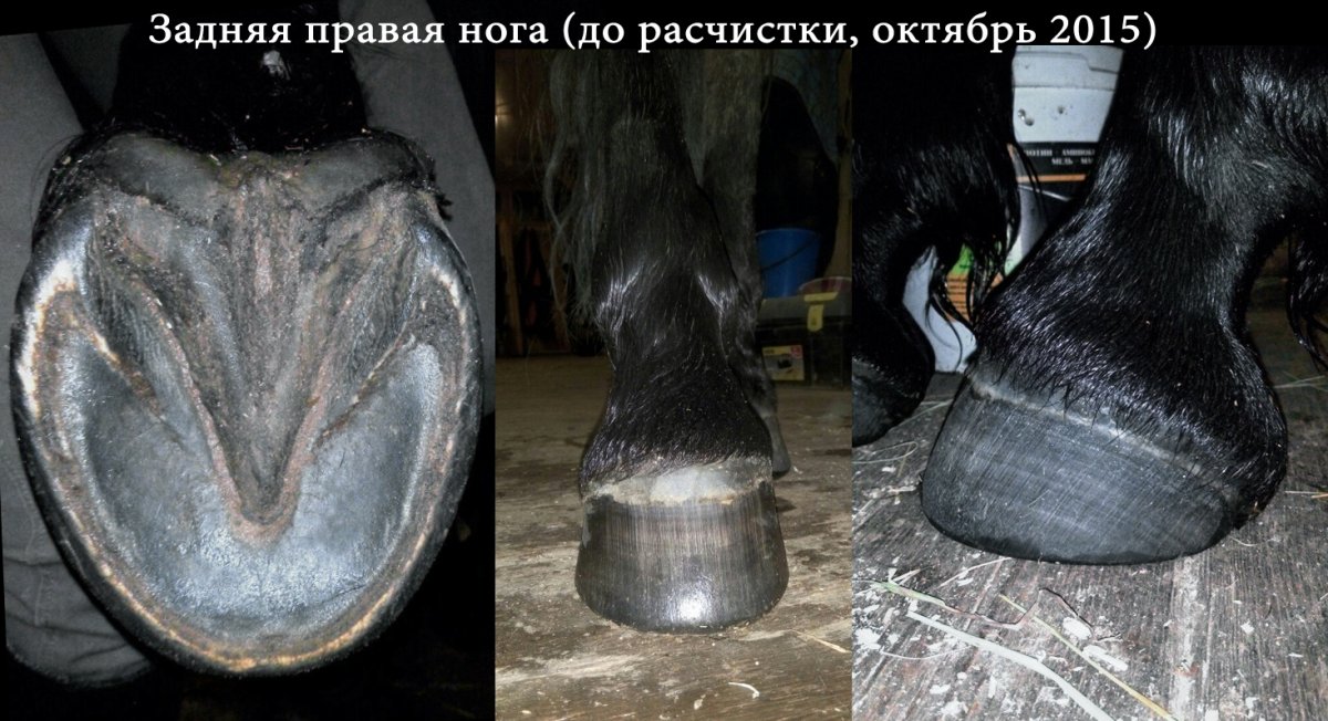 Подкова с лошадью