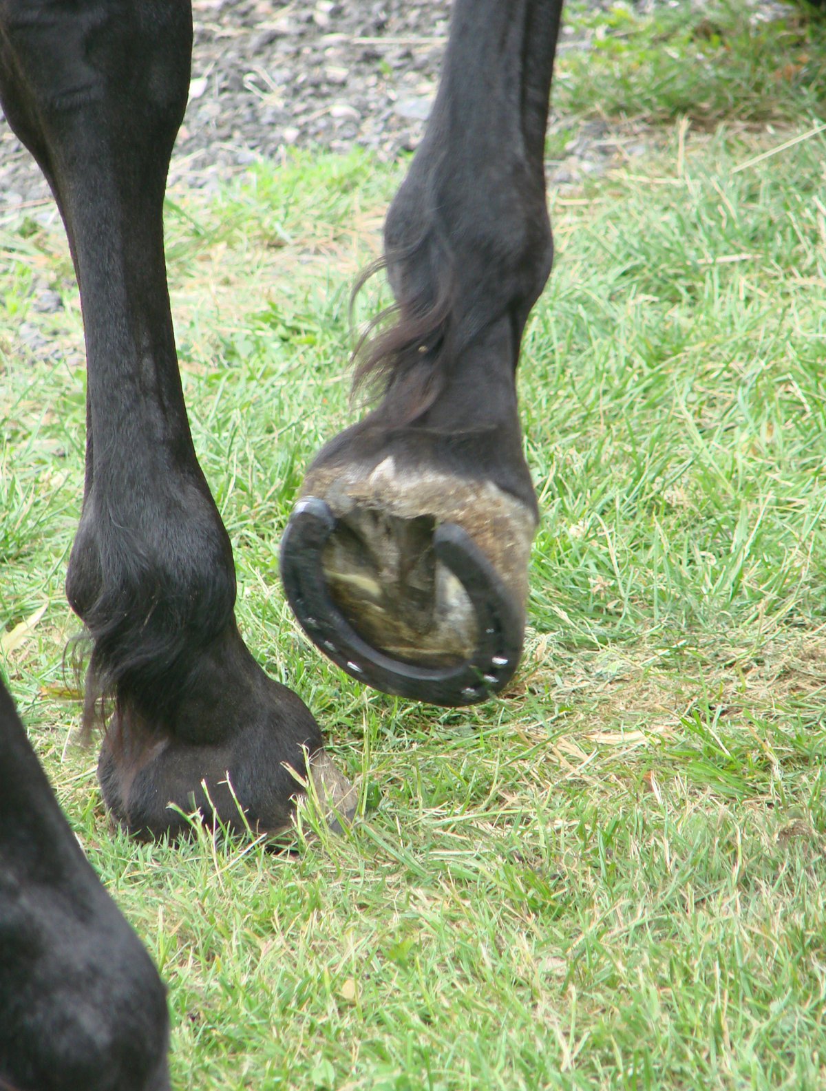 Лошадь с большими копытами