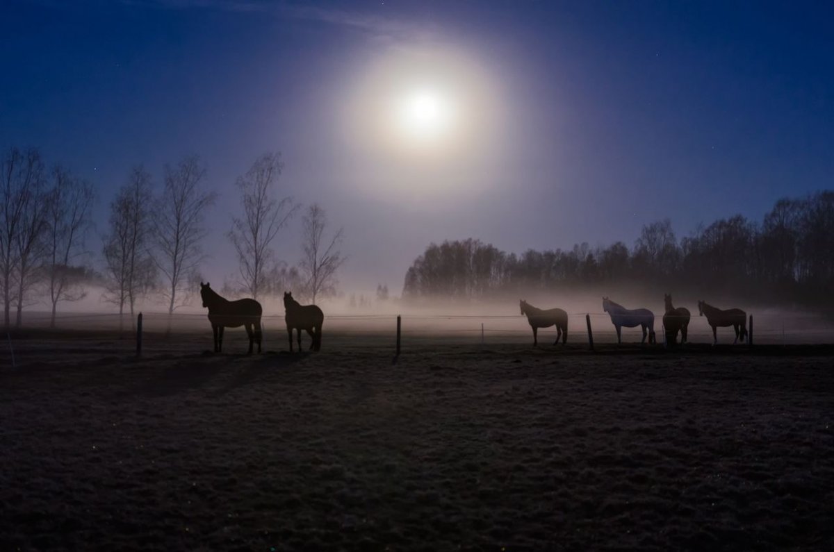 Белая лошадь в тумане