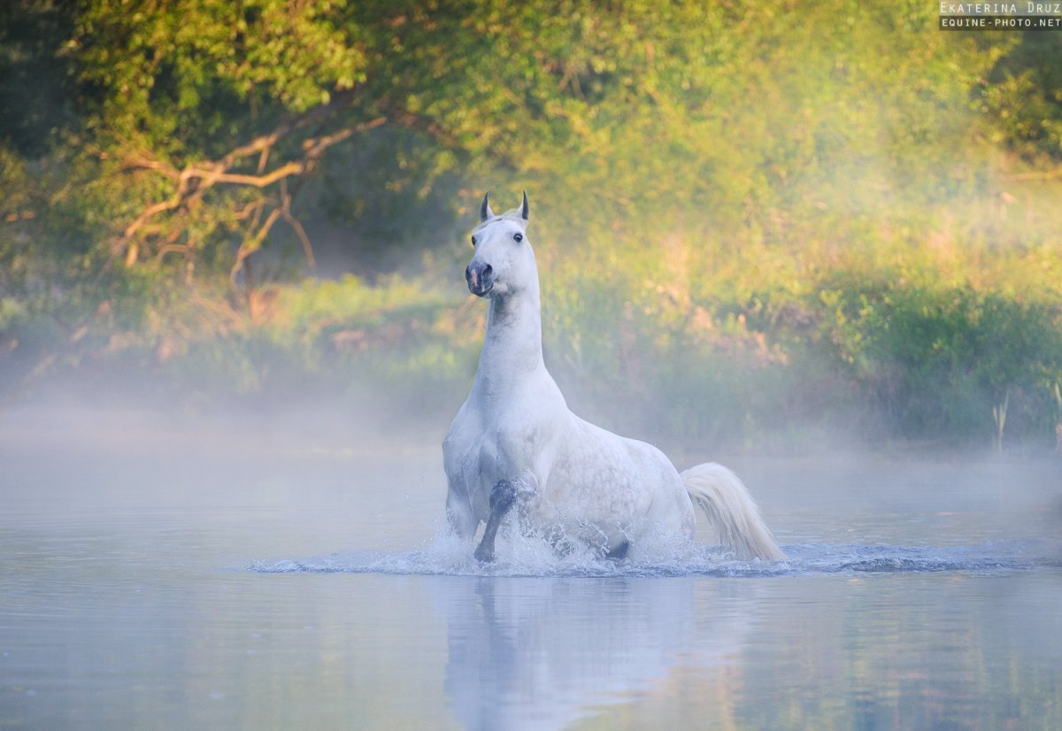 Большое серое животное