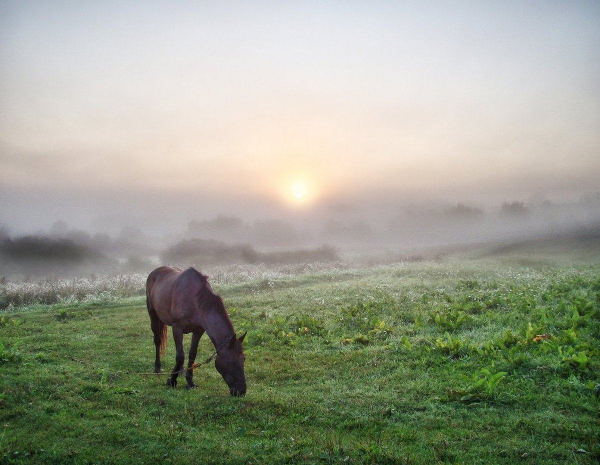 Ёжик в тумане
