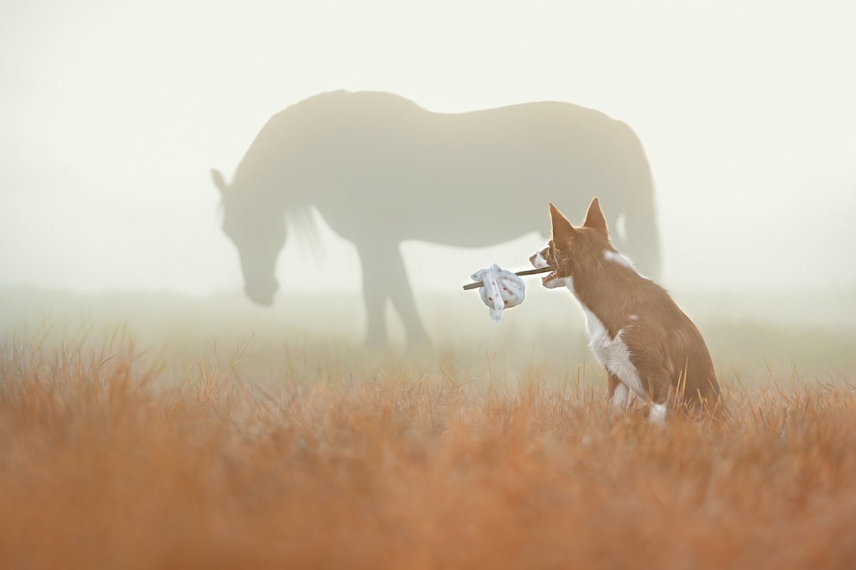 Лошадь в тумане
