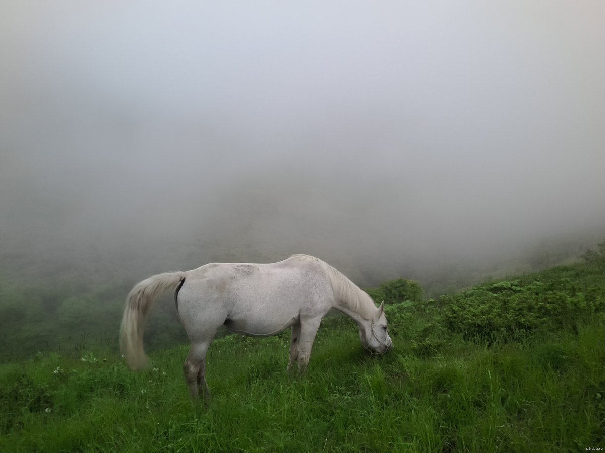 Белая лошадь в тумане