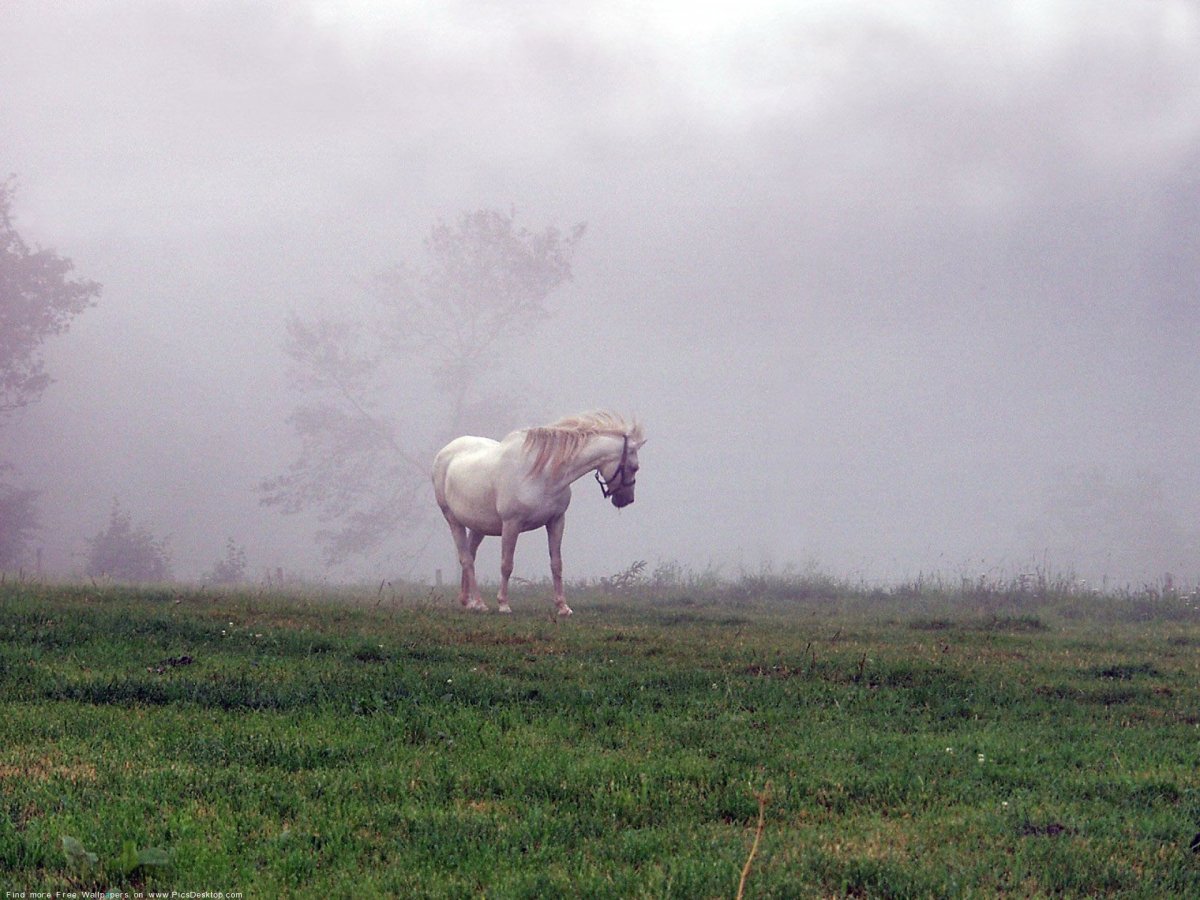 Белая лошадь в тумане