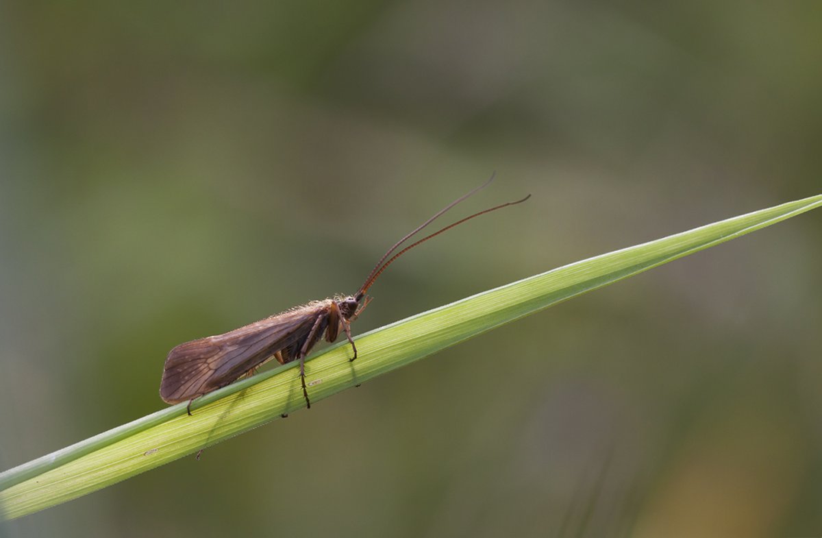Ручейники (Trichoptera)