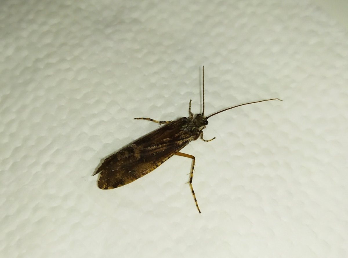 Hydropsyche pellucidula