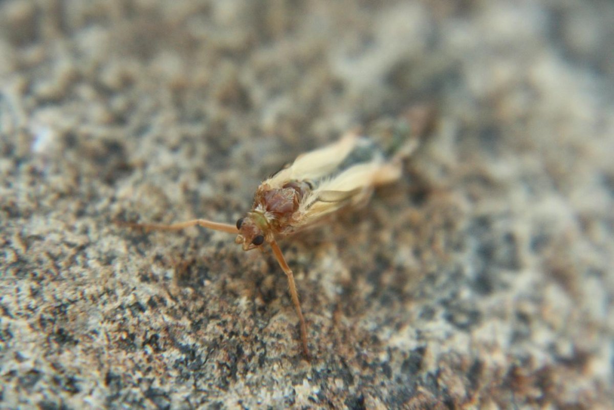 Ручейник лимнофилиды