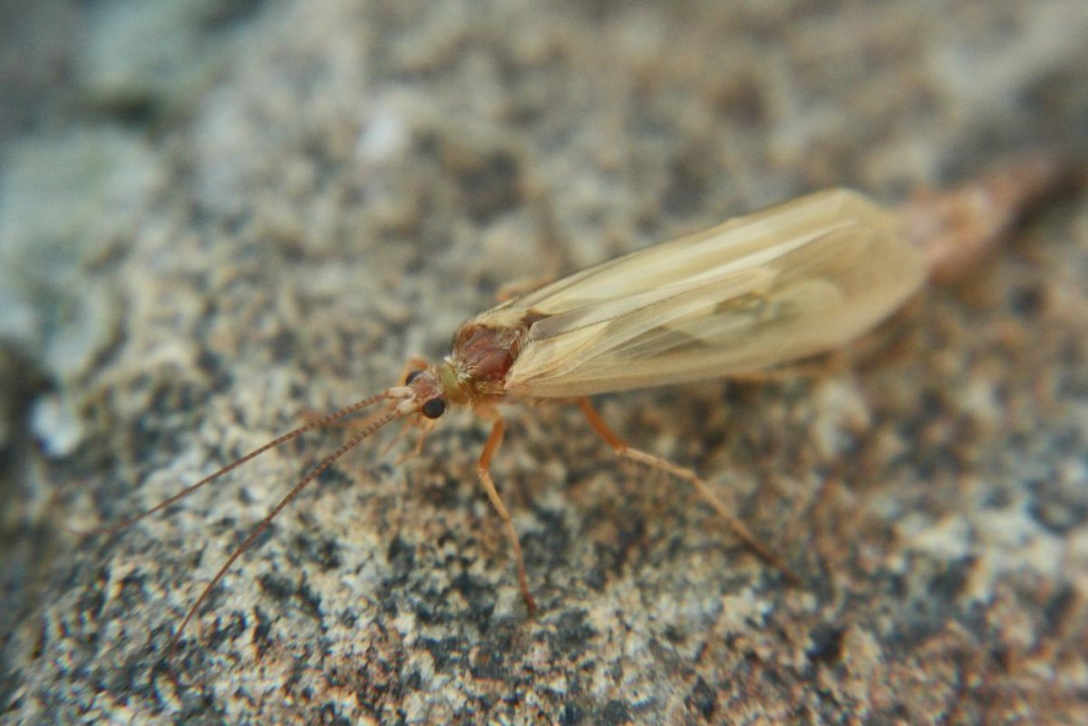 Ручейник желтоусый