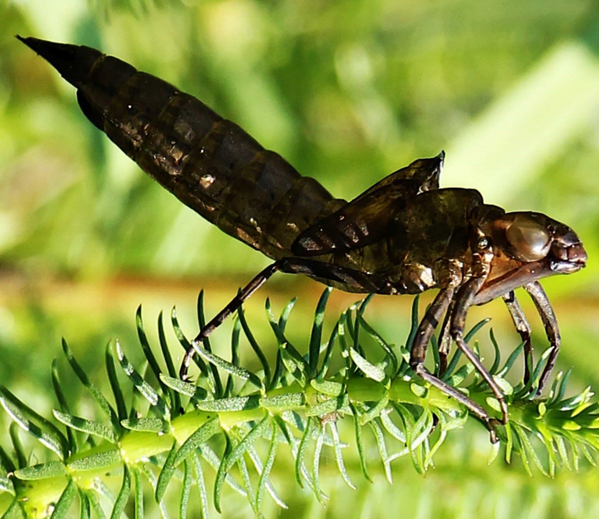 Болотные насекомые