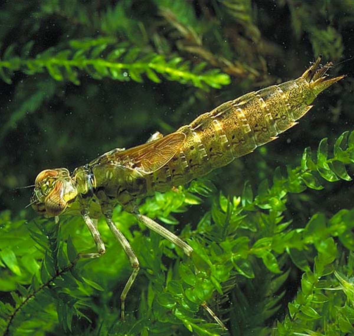 Aeschna Grandis личинка