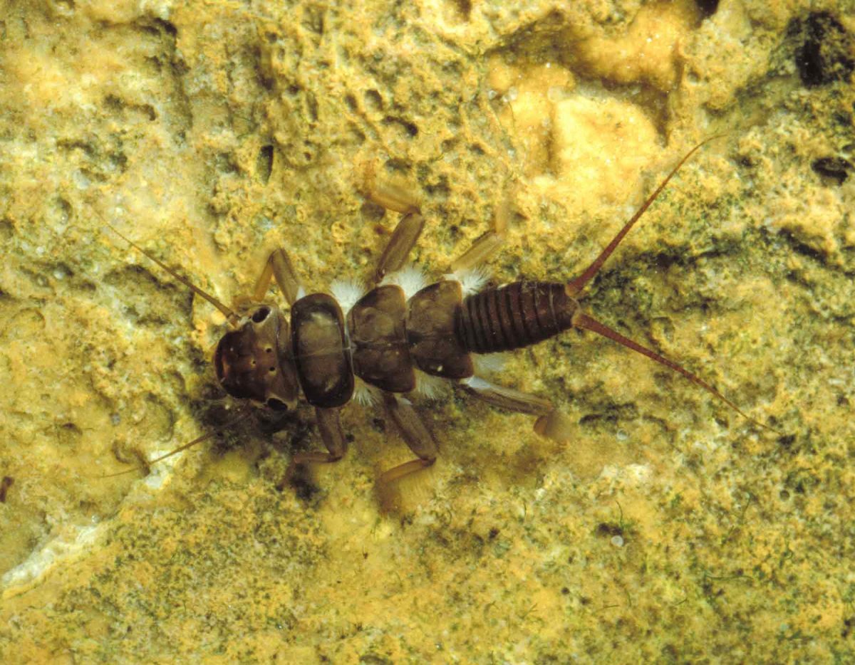 Plecoptera личинка