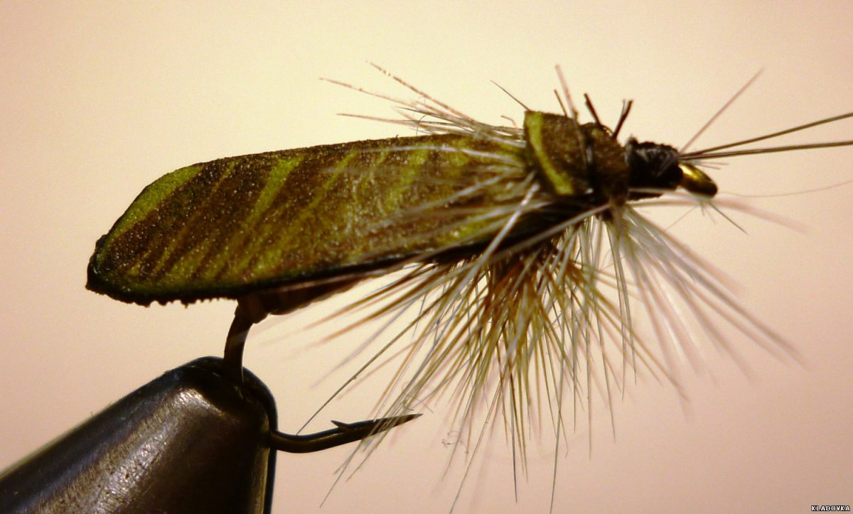 Жук ручейник