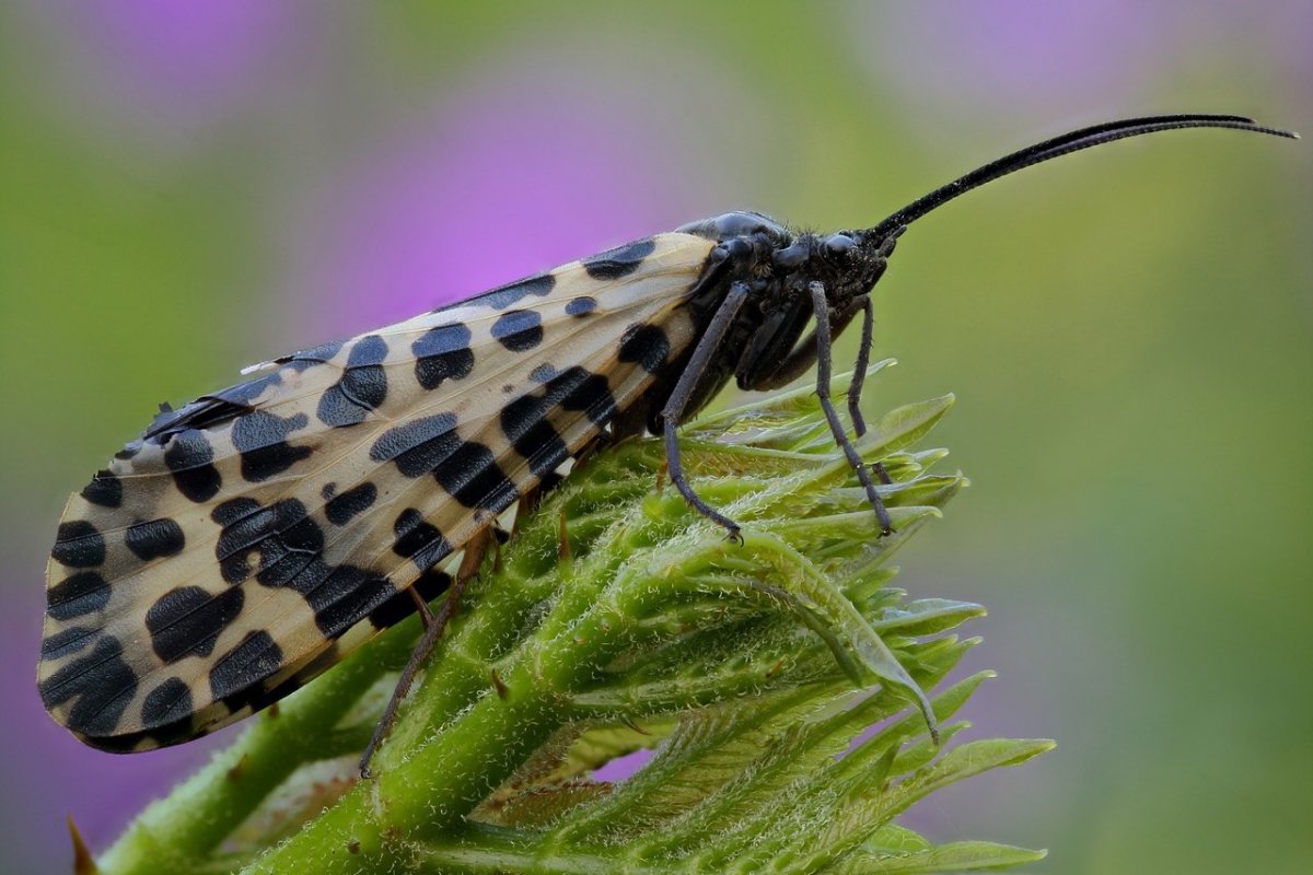 Ручейники (Trichoptera)