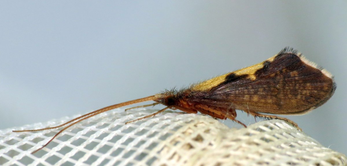 Пухотелые ручейники