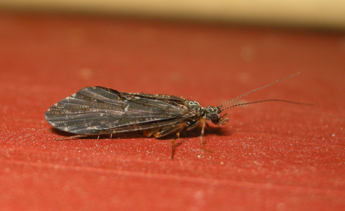 Ручейник бабочковидный