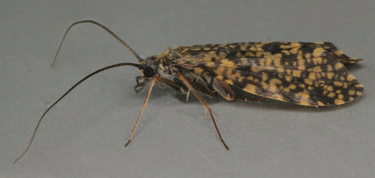 Отряд ручейники - Trichoptera