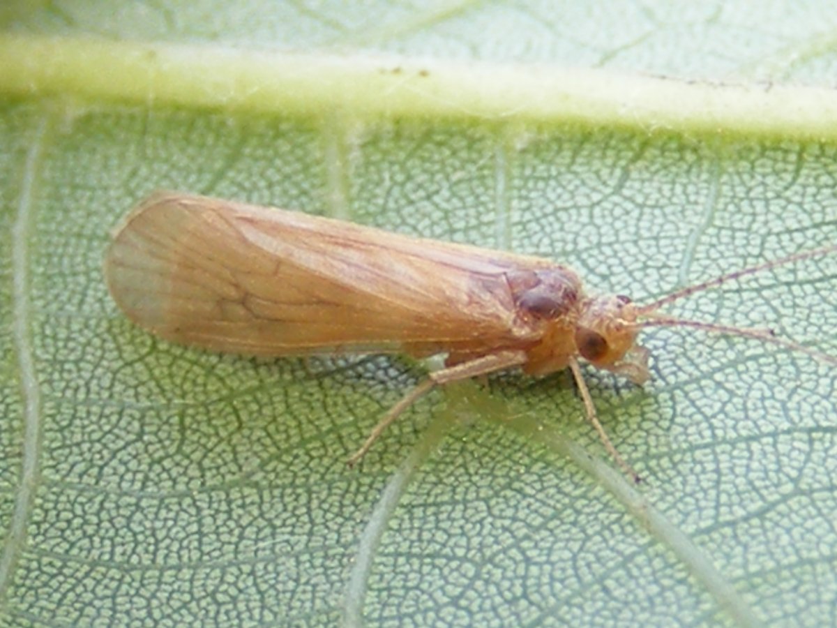 Ручейник взрослая особь