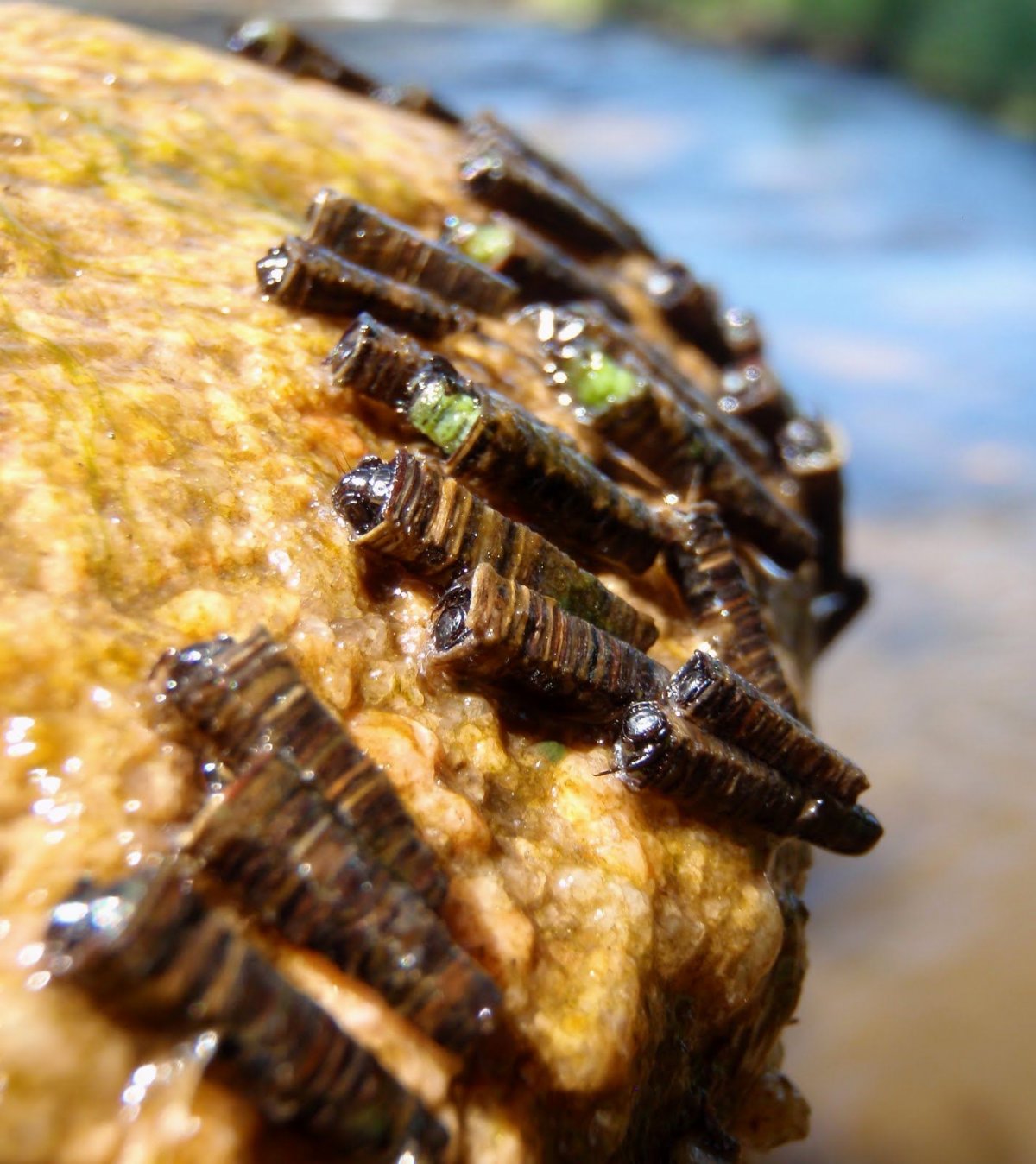 Ручейники Моланна