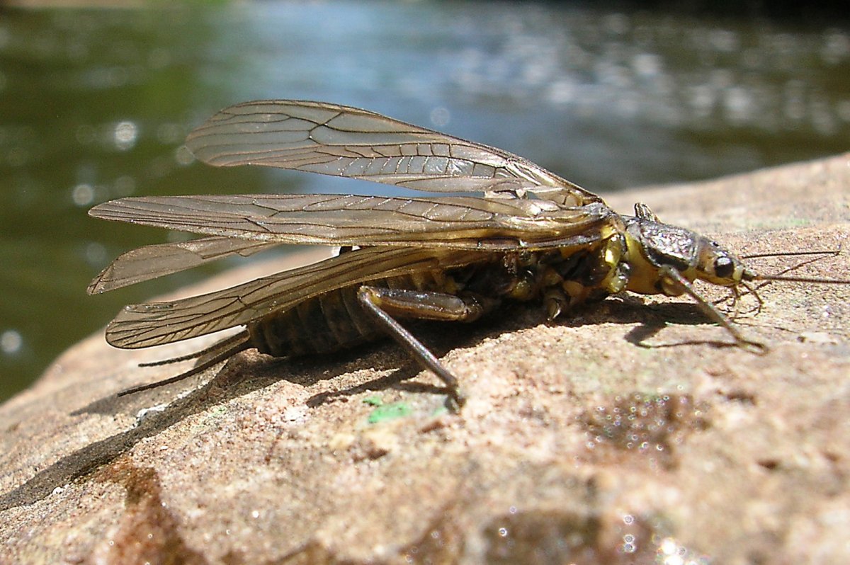 Насекомые реки