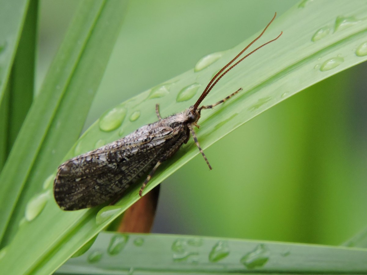 Ручейники (Trichoptera)