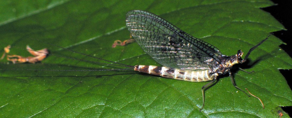 Trichoptera яйца