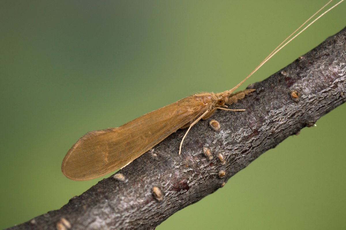 Ручейник бабочковидный