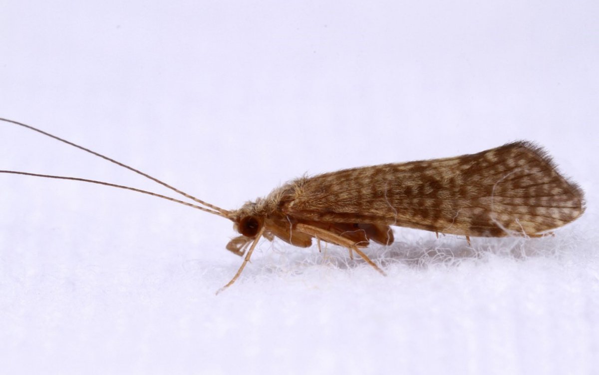 Caddisflies (Trichoptera)