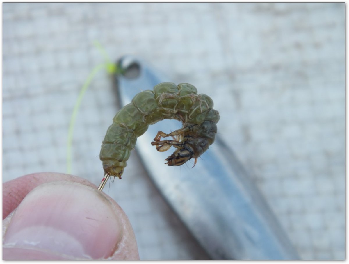 Ручейник личинка Стрекозы