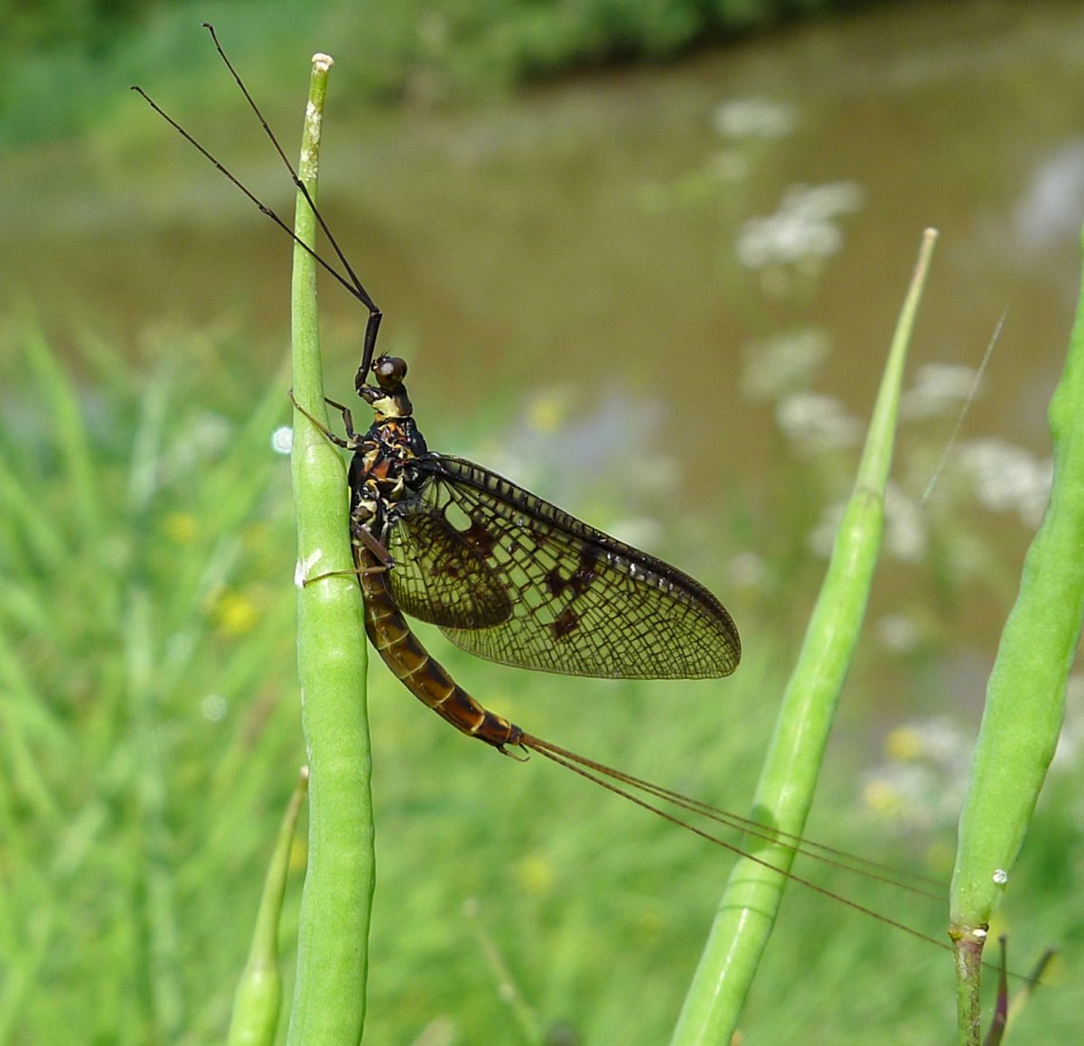 Поденки (Ephemeroptera)