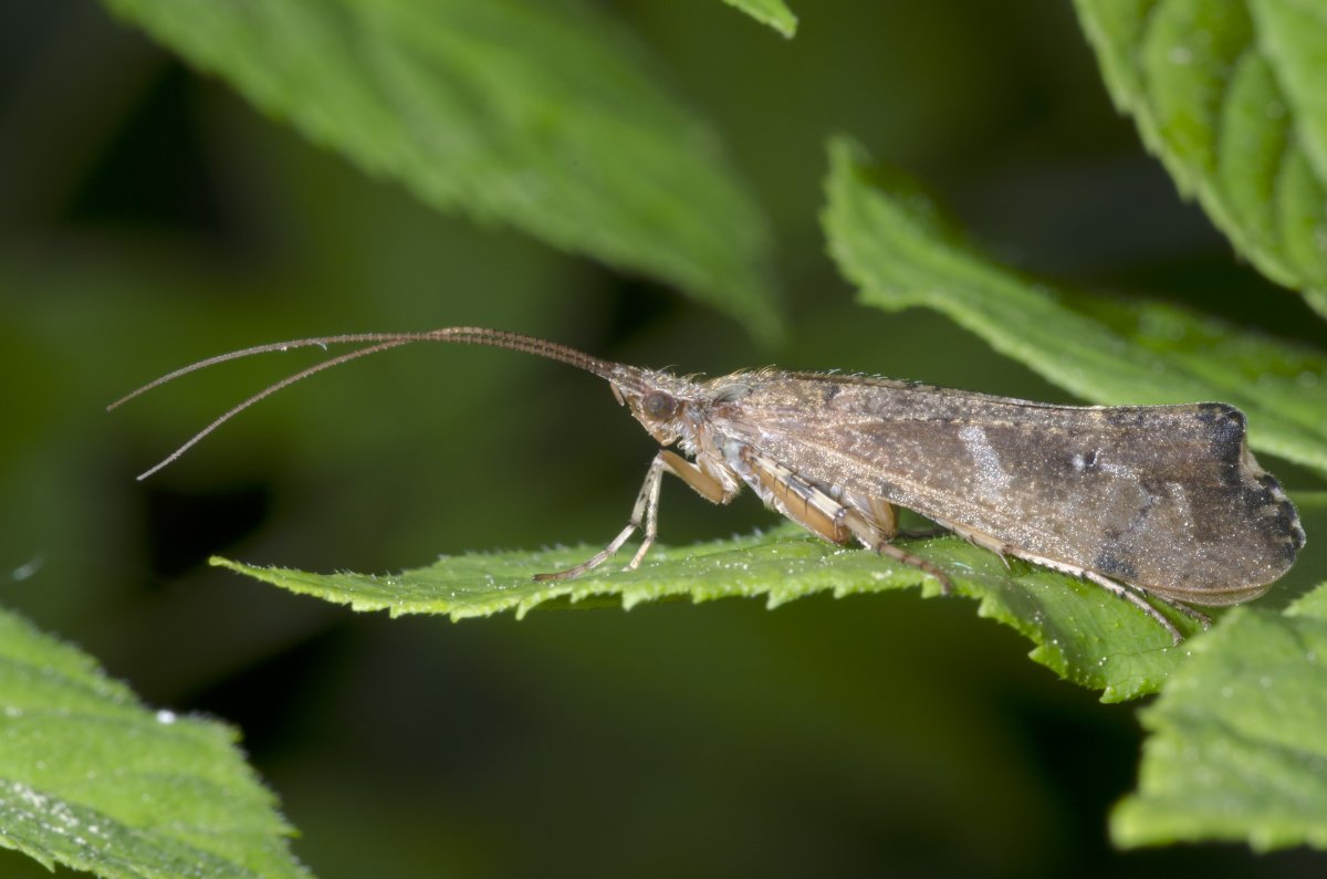 Ручейник лимнофилиды