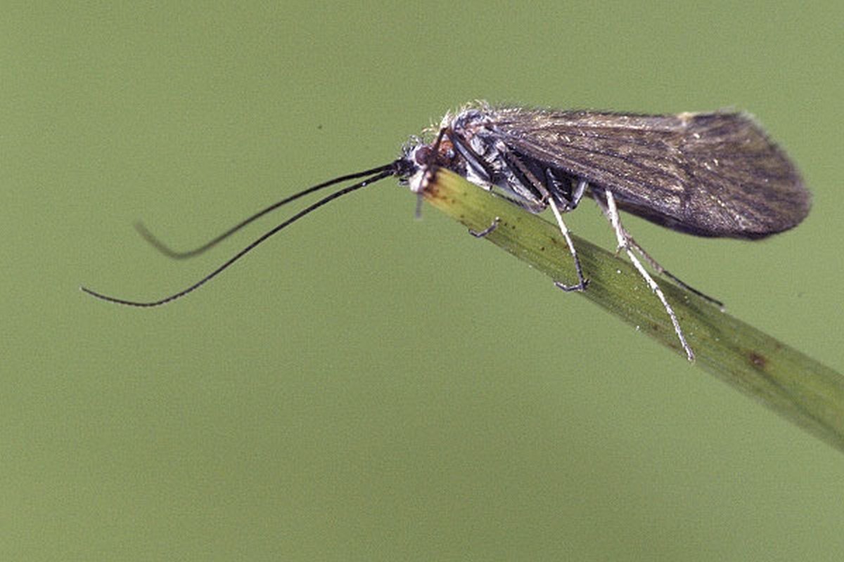 Ручейник Имаго