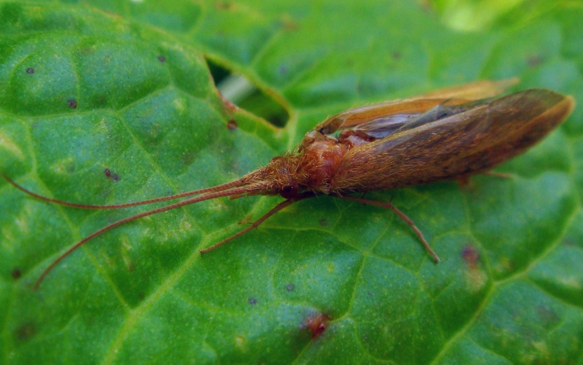 Речные букашки