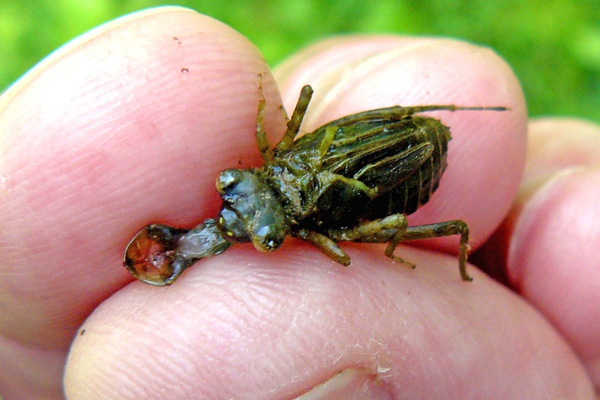 Голова личинки Стрекозы