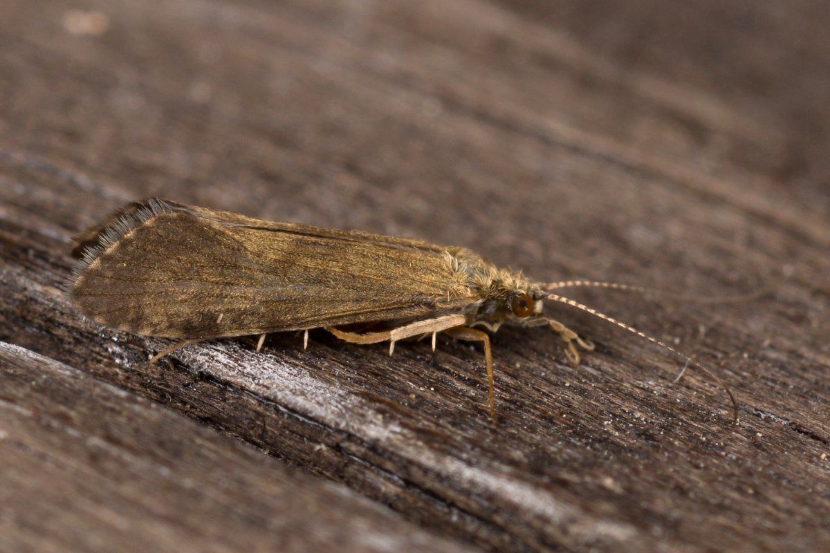 Длинноусые ручейники